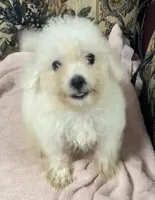 Tuan, a male Bichon Frise for sale in Wrightsville, GA – 2 of 9