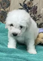 Delwin, a male Bichon Frise for sale in Wrightsville, GA – 4 of 10
