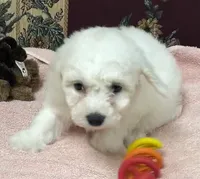 Dalila, a female Bichon Frise for sale in Wrightsville, GA – 4 of 10