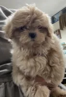 Omora, a female Shihpoo and Shih Tzu for sale in Wrightsville, GA – 3 of 10