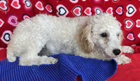 Mimi, a male Poodle - Toy  for sale in Wrightsville, GA – 8 of 10
