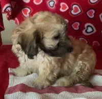 Cooper, a male Bichon Frise and Shihpoo for sale in Wrightsville, GA – 4 of 10