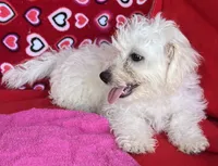 Merilyn, a female Bichon Frise for sale in Wrightsville, GA – 6 of 10