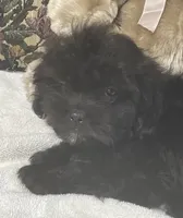 Zelfa, a female Shih Tzu and Poodle - Toy  for sale in Wrightsville, GA – 5 of 7