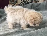 Omora, a female Shihpoo and Shih Tzu for sale in Wrightsville, GA – 4 of 10