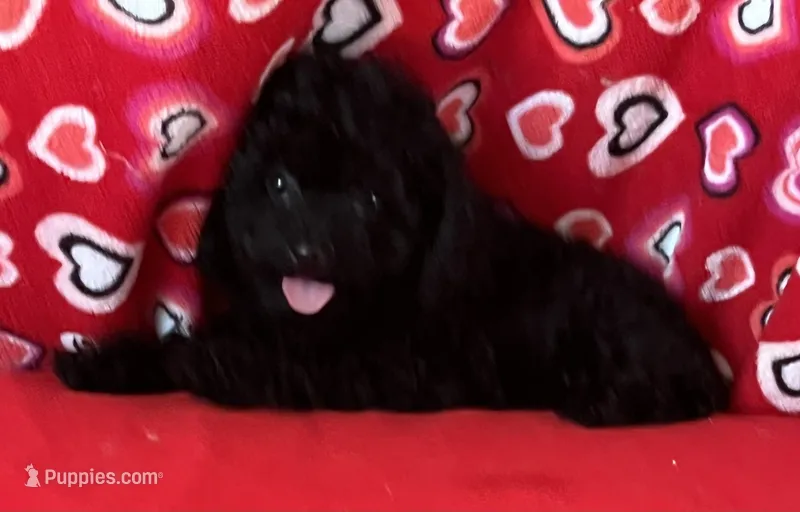 Leola – Poodle - Toy  puppy for sale in Wrightsville, GA