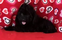 Leola, a female Poodle - Toy  for sale in Wrightsville, GA – 1 of 9
