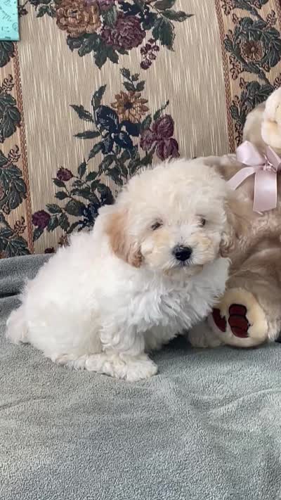 Milton, a male Poodle - Toy  for sale in Wrightsville, GA – 6 of 8