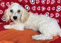 Milton, a male Poodle - Toy  for sale in Wrightsville, GA – 4 of 10