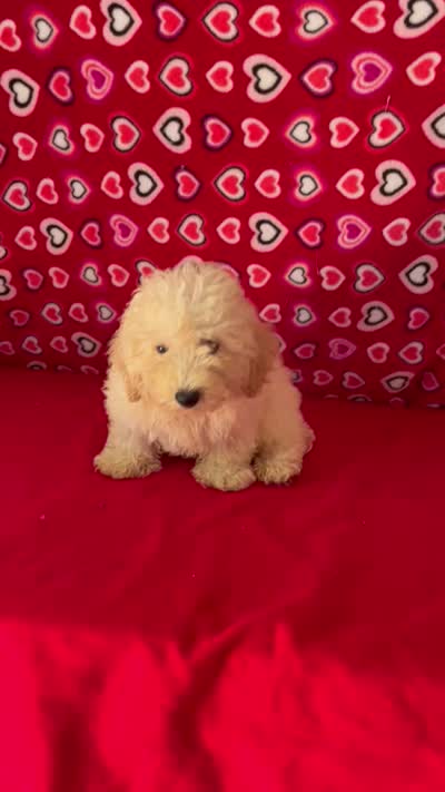 Snow, a male Poodle - Toy  and Bichpoo for sale in Wrightsville, GA – 10 of 10