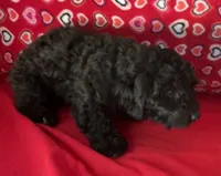 Chita, a female Bichon Frise and Shihpoo for sale in Wrightsville, GA – 4 of 10