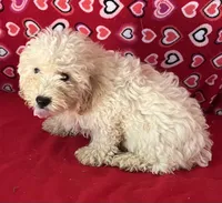 Snow, a male Poodle - Toy  and Bichpoo for sale in Wrightsville, GA – 8 of 10