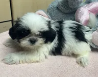 Essie, a female Shih Tzu for sale in Wrightsville, GA – 2 of 10