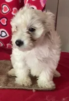 Charlotte, a female Bichon Frise and Shihpoo for sale in Wrightsville, GA – 3 of 9