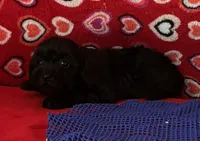 Wylie, a female Poodle - Toy  for sale in Wrightsville, GA – 4 of 10