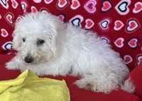 Milan, a male Bichon Frise for sale in Wrightsville, GA – 4 of 9
