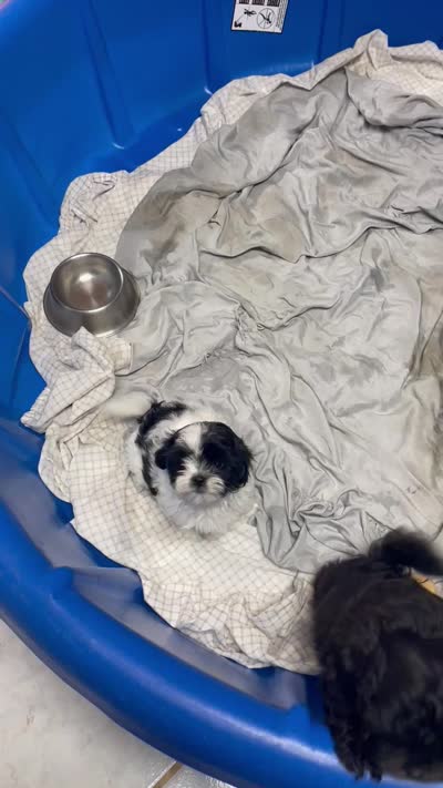 Orlena, a female Shihpoo and Shih Tzu for sale in Wrightsville, GA – 10 of 10