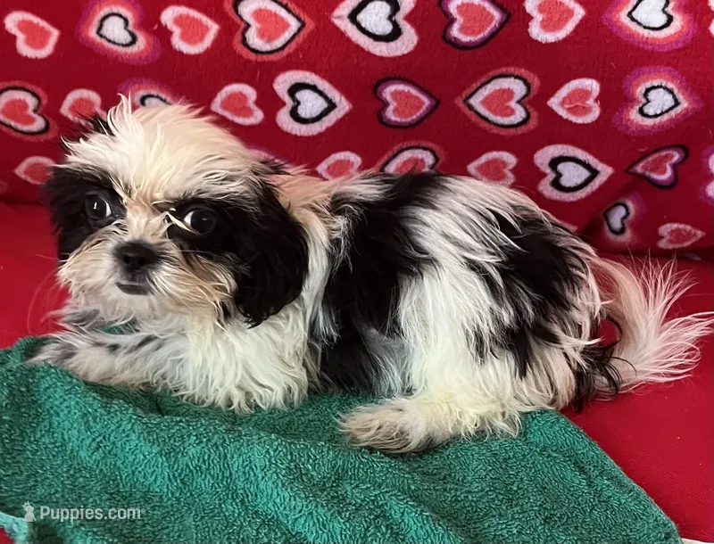 Eunice – Shih Tzu puppy for sale in Wrightsville, GA