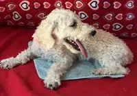 Milton, a male Poodle - Toy  for sale in Wrightsville, GA – 7 of 10