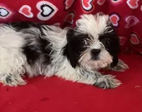 Elisha, a male Shih Tzu for sale in Wrightsville, GA – 6 of 10