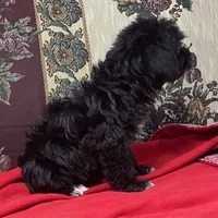 Cyrano, a male Yorkshire Terrier and Poodle - Toy  for sale in Wrightsville, GA – 6 of 10