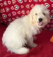 Tilton, a male Bichon Frise for sale in Wrightsville, GA – 9 of 10