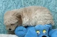 Mimi, a male Poodle - Toy  for sale in Wrightsville, GA – 9 of 10