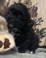 Zelfa, a female Shih Tzu and Poodle - Toy  for sale in Wrightsville, GA – 4 of 10