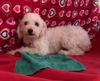 Oscar, a male Poodle - Toy  for sale in Wrightsville, GA – Photo 3 of 9