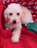 Oscar, a male Poodle - Toy  for sale in Wrightsville, GA – Photo 9 of 9