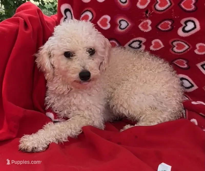 Oscar, a male Poodle - Toy  for sale in Wrightsville, GA – Photo 1 of 9