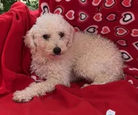 Oscar, a male Poodle - Toy  for sale in Wrightsville, GA – Photo 1 of 9