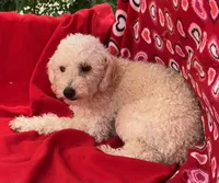 Oscar, a male Poodle - Toy  for sale in Wrightsville, GA – Photo 4 of 9
