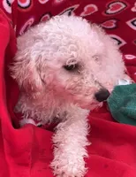 Oscar, a male Poodle - Toy  for sale in Wrightsville, GA – Photo 6 of 9