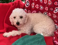 Oscar, a male Poodle - Toy  for sale in Wrightsville, GA – Photo 5 of 9