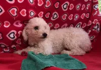 Oscar, a male Poodle - Toy  for sale in Wrightsville, GA – Photo 2 of 9