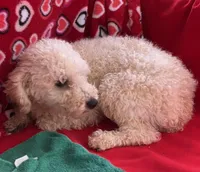 Oscar, a male Poodle - Toy  for sale in Wrightsville, GA – Photo 8 of 9