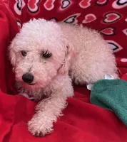 Oscar, a male Poodle - Toy  for sale in Wrightsville, GA – Photo 7 of 9