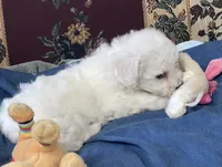 Milburn, a  Bichon Frise for sale in Wrightsville, GA – 7 of 10