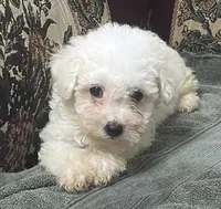 Tamaka, a female Bichon Frise for sale in Wrightsville, GA – 2 of 10