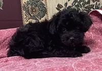 Corlyn, a female Yorkshire Terrier and Poodle - Toy  for sale in Wrightsville, GA – 6 of 10