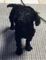 Wylie, a female Poodle - Toy  for sale in Wrightsville, GA – 7 of 10
