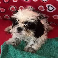 Eunice, a female Shih Tzu for sale in Wrightsville, GA – 6 of 10