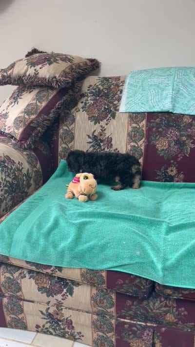 Melora, a female Poodle - Toy  for sale in Wrightsville, GA – 7 of 9