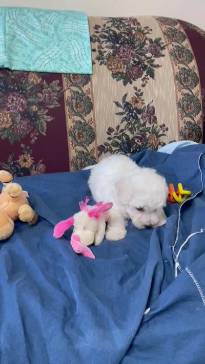 Milburn, a  Bichon Frise for sale in Wrightsville, GA – 8 of 10