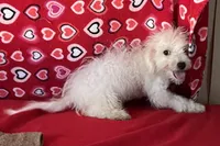 Tamaka, a female Bichon Frise for sale in Wrightsville, GA – 6 of 10