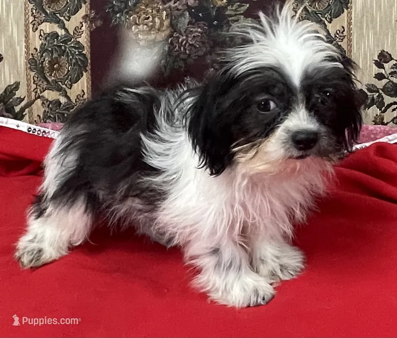 Essie – Shih Tzu puppy for sale in Wrightsville, GA