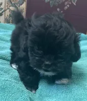 Zeno, a male Shih Tzu and Poodle - Toy  for sale in Wrightsville, GA – 2 of 10