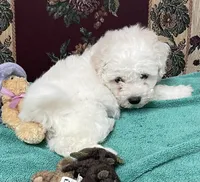 Delwin, a male Bichon Frise for sale in Wrightsville, GA – 8 of 10