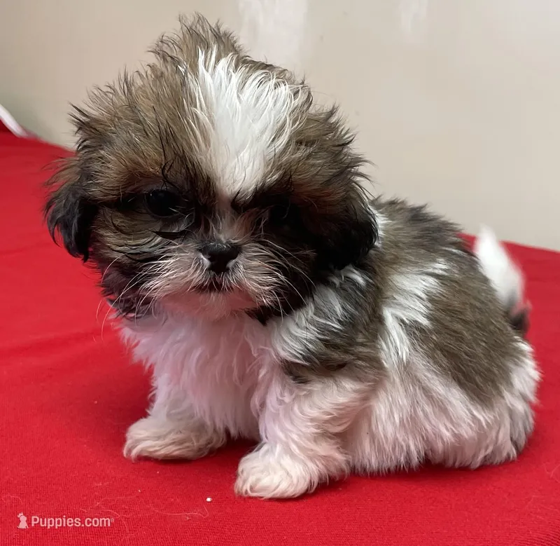 Atwell, a male Shih Tzu for sale in Wrightsville, GA – Photo 1 of 10